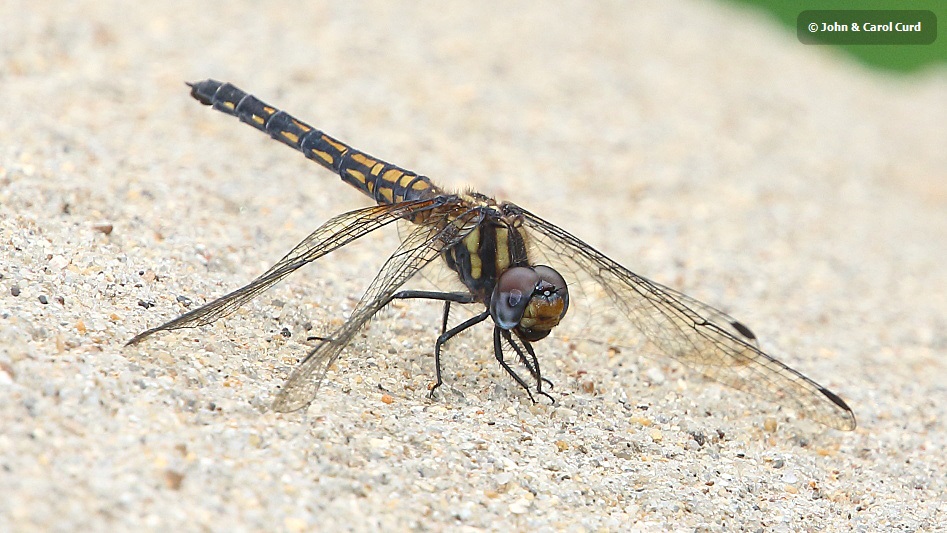 J17_2996 Trithemis festiva female.JPG